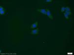 STK38 Antibody in Immunocytochemistry (ICC/IF)