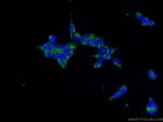 CUL3 Antibody in Immunocytochemistry (ICC/IF)