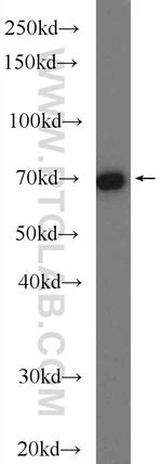 CUL3 Antibody in Western Blot (WB)