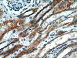 ETFDH Antibody in Immunohistochemistry (Paraffin) (IHC (P))