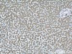 ETFDH Antibody in Immunohistochemistry (Paraffin) (IHC (P))
