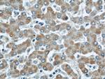 ETFDH Antibody in Immunohistochemistry (Paraffin) (IHC (P))