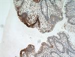 CYLD Antibody in Immunohistochemistry (Paraffin) (IHC (P))