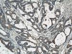 CYLD Antibody in Immunohistochemistry (Paraffin) (IHC (P))