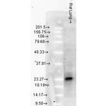 Hsp25/Hsp27 Antibody in Western Blot (WB)
