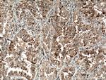 ARHGEF10 Antibody in Immunohistochemistry (Paraffin) (IHC (P))