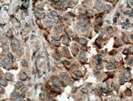 ARHGEF10 Antibody in Immunohistochemistry (Paraffin) (IHC (P))