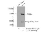 TAP1 Antibody in Immunoprecipitation (IP)
