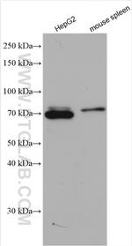TAP1 Antibody in Western Blot (WB)