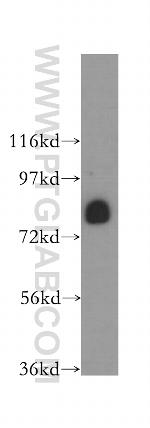 TAP1 Antibody in Western Blot (WB)