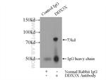 DDX3 Antibody in Immunoprecipitation (IP)
