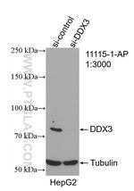 DDX3 Antibody in Western Blot (WB)