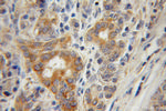 CTDSP2 Antibody in Immunohistochemistry (Paraffin) (IHC (P))