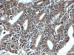 MEST Antibody in Immunohistochemistry (Paraffin) (IHC (P))