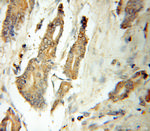 ATG12 Antibody in Immunohistochemistry (Paraffin) (IHC (P))