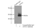 ATG12 Antibody in Immunoprecipitation (IP)