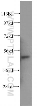 ATG12 Antibody in Western Blot (WB)