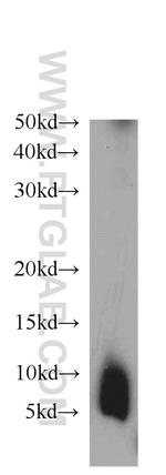 ATG12 Antibody in Western Blot (WB)