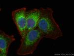 Tim23 Antibody in Immunocytochemistry (ICC/IF)