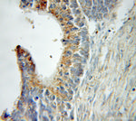 Tim23 Antibody in Immunohistochemistry (Paraffin) (IHC (P))