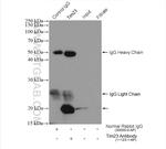 Tim23 Antibody in Immunoprecipitation (IP)