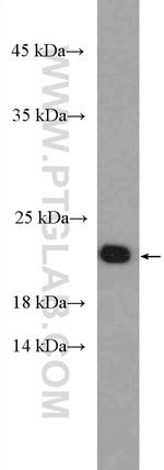Tim23 Antibody in Western Blot (WB)