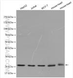 Tim23 Antibody in Western Blot (WB)