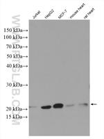 Tim23 Antibody in Western Blot (WB)