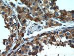 Tim23 Antibody in Immunohistochemistry (Paraffin) (IHC (P))