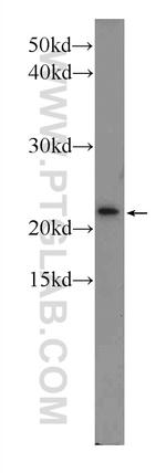 Tim23 Antibody in Western Blot (WB)