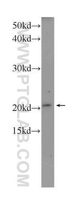 Tim23 Antibody in Western Blot (WB)