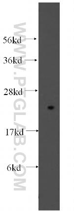 Tim23 Antibody in Western Blot (WB)