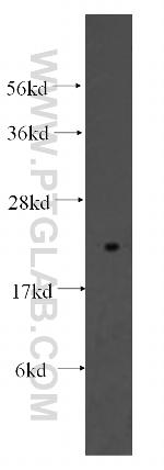 Tim23 Antibody in Western Blot (WB)