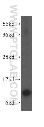 TIMM10 Antibody in Western Blot (WB)