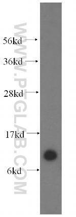 TIMM10 Antibody in Western Blot (WB)