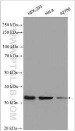 Rad51D Antibody in Western Blot (WB)