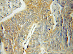 SH3BP5 Antibody in Immunohistochemistry (Paraffin) (IHC (P))