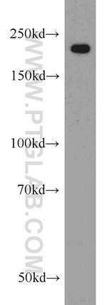 MYH9 Antibody in Western Blot (WB)