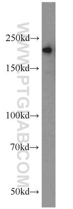 MYH9 Antibody in Western Blot (WB)