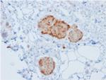 Chromogranin A/CHGA (Neuroendocrine Marker) Antibody in Immunohistochemistry (Paraffin) (IHC (P))