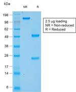 Chromogranin A/CHGA (Neuroendocrine Marker) Antibody in SDS-PAGE (SDS-PAGE)