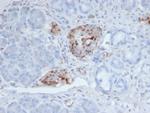 Chromogranin A/CHGA (Neuroendocrine Marker) Antibody in Immunohistochemistry (Paraffin) (IHC (P))