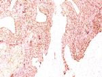 Chromogranin A (Neuroendocrine Marker) Monoclonal Antibody (SPM339)