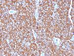 Chromogranin A/CHGA (Neuroendocrine Marker) Antibody in Immunohistochemistry (Paraffin) (IHC (P))