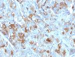 Chromogranin A/CHGA (Neuroendocrine Marker) Antibody in Immunohistochemistry (Paraffin) (IHC (P))