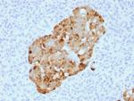 Chromogranin A/CHGA Antibody in Immunohistochemistry (Paraffin) (IHC (P))