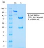Chromogranin A/CHGA Antibody in SDS-PAGE (SDS-PAGE)