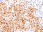 Chromogranin A/CHGA Antibody in Immunohistochemistry (Paraffin) (IHC (P))