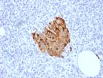 Chromogranin A/CHGA Antibody in Immunohistochemistry (Paraffin) (IHC (P))