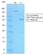 Chromogranin A/CHGA Antibody in SDS-PAGE (SDS-PAGE)